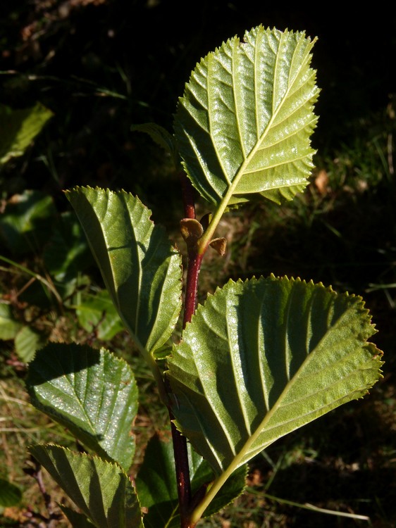 Alnus viridis / Ontano verde